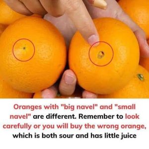 Oranges with “big navel” and “small navel” are different Oranges with “big navel” and “small navel” are different