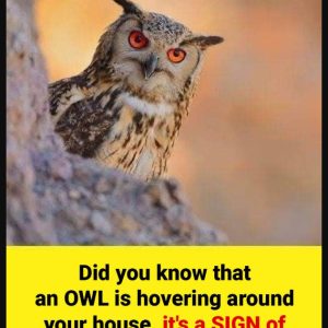 Did you know that an OWL is hovering around your house when… Did you know that an OWL is hovering around your house when…